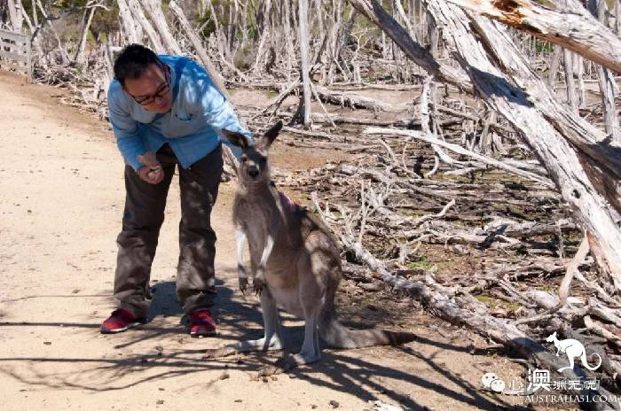 To the south of Melbourne, an island takes you to meet 'Australia's three Mengs.'