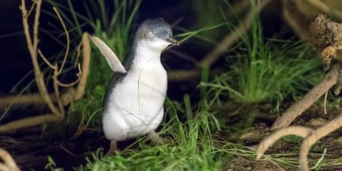 To the south of Melbourne, an island takes you to meet 'Australia's three Mengs.'