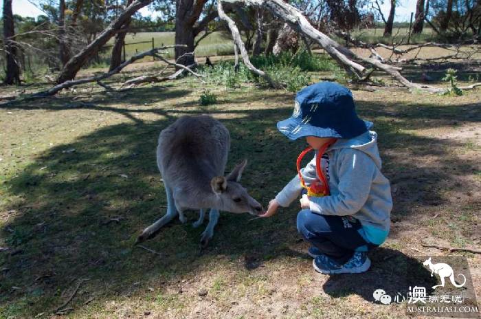 To the south of Melbourne, an island takes you to meet 'Australia's three Mengs.'