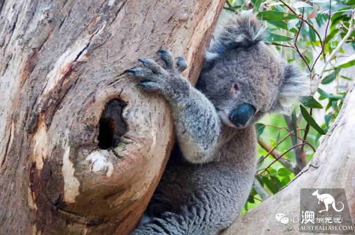 To the south of Melbourne, an island takes you to meet 'Australia's three Mengs.'