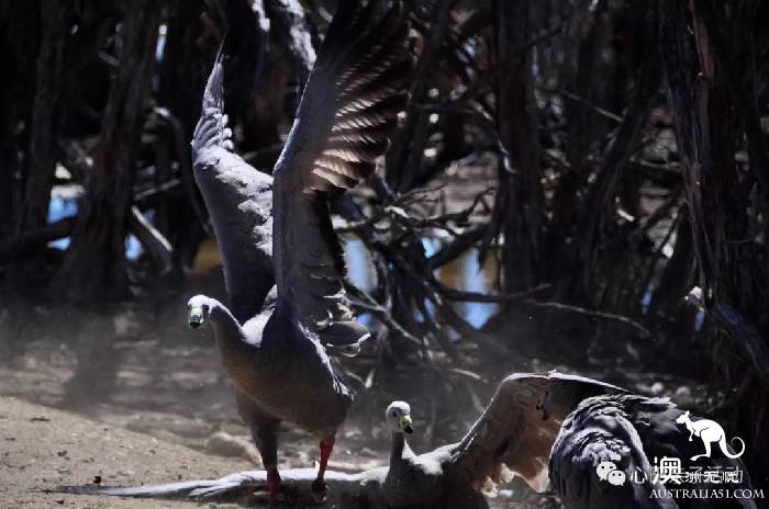 To the south of Melbourne, an island takes you to meet 'Australia's three Mengs.'
