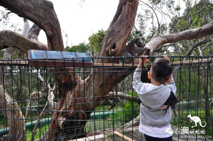 To the south of Melbourne, an island takes you to meet 'Australia's three Mengs.'