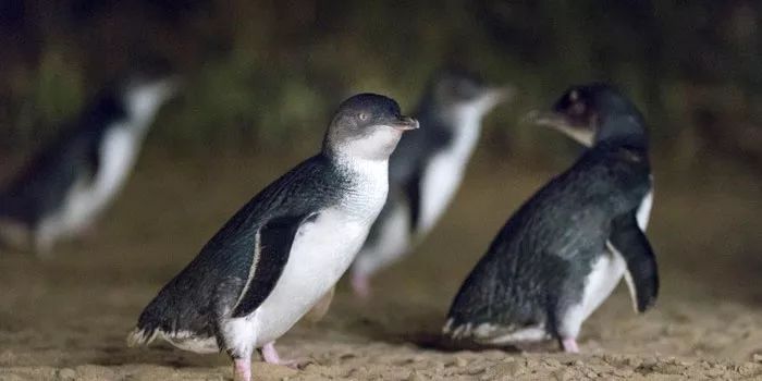 To the south of Melbourne, an island takes you to meet 'Australia's three Mengs.'