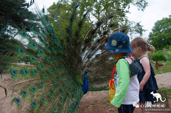 To the south of Melbourne, an island takes you to meet 'Australia's three Mengs.'