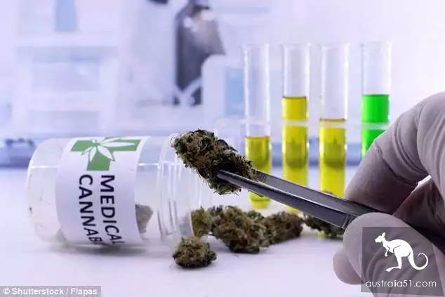 Australian father was arrested for growing marijuana to feed his daughter in the backyard. Millions of netizens asked for a lighter sentence. He was in order to treat the disease.