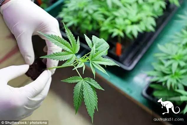 Australian father was arrested for growing marijuana to feed his daughter in the backyard. Millions of netizens asked for a lighter sentence. He was in order to treat the disease.