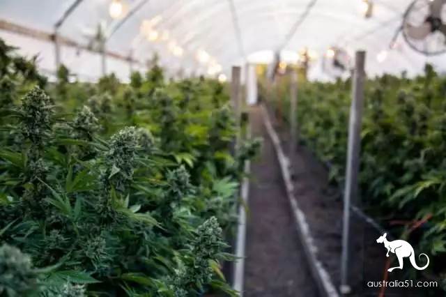 Australian father was arrested for growing marijuana to feed his daughter in the backyard. Millions of netizens asked for a lighter sentence. He was in order to treat the disease.