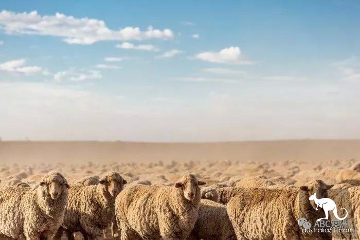 Decode Australia, from sheep back, kangaroo to Highway 1, what are the digital secrets you don't know?