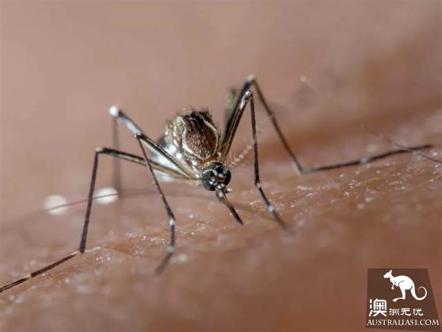 Watch out for mosquitoes! The Ross River virus has broken out in various urban areas of Australia.