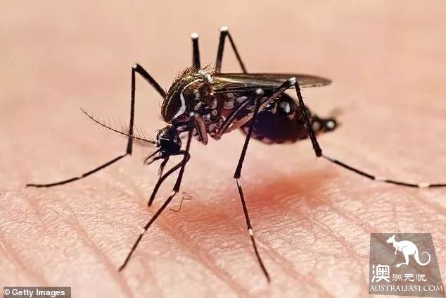 Watch out for mosquitoes! The Ross River virus has broken out in various urban areas of Australia.