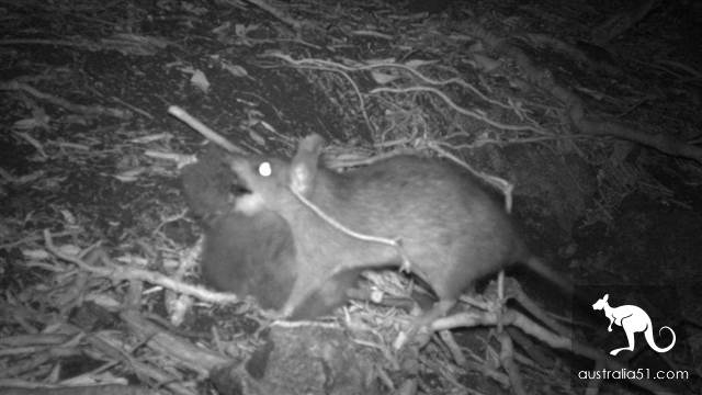 Hershone Island rodent will be sprayed with helicopter because of the disaster.