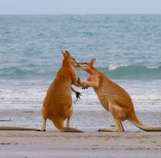 A fight chart? It's all the kind of Australian 'playful' adorable thing!