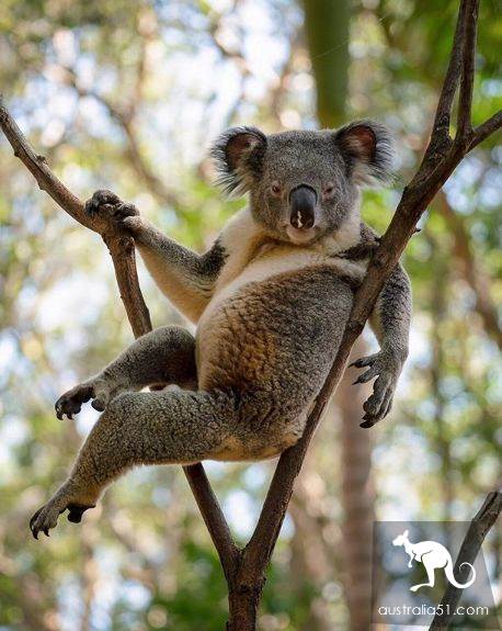 A fight chart? It's all the kind of Australian 'playful' adorable thing!