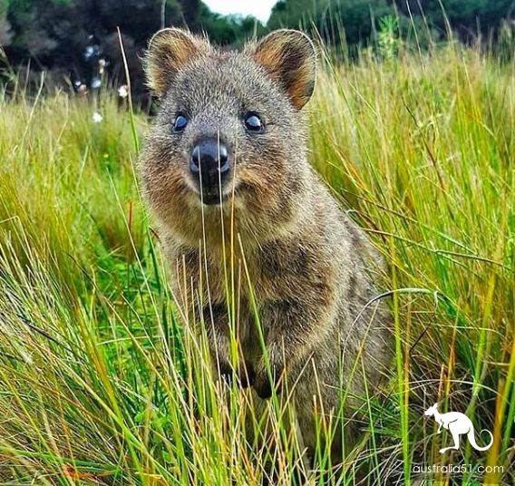 A fight chart? It's all the kind of Australian 'playful' adorable thing!