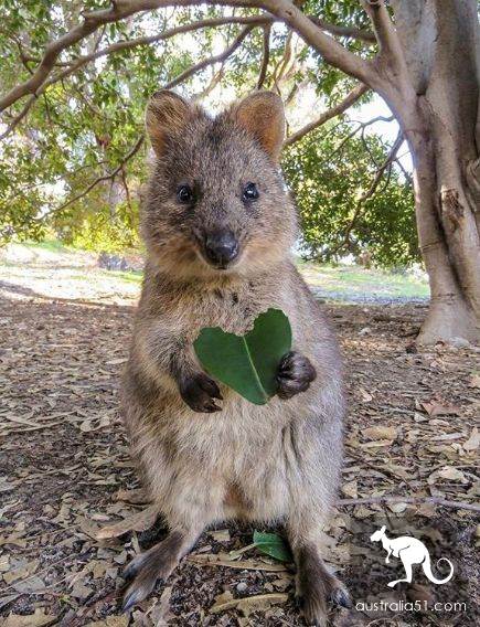 A fight chart? It's all the kind of Australian 'playful' adorable thing!