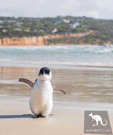 A fight chart? It's all the kind of Australian 'playful' adorable thing!
