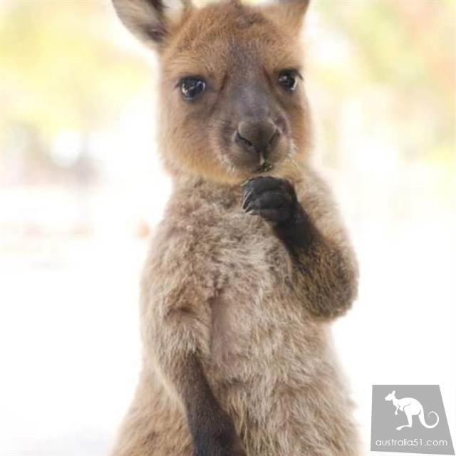 A fight chart? It's all the kind of Australian 'playful' adorable thing!