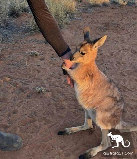 A fight chart? It's all the kind of Australian 'playful' adorable thing!