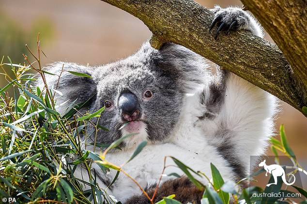 There are only 80,000 out of the field, and the Australian state-of-the-art will go to a functional extinction.