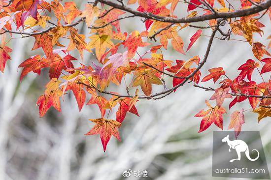 充满生活气息的最美小镇，蓝山中的小镇卢拉（Leura）