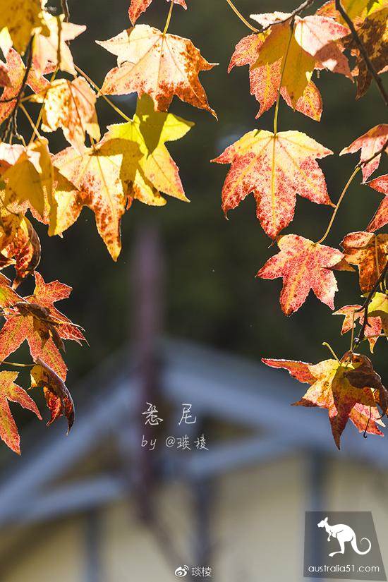 充满生活气息的最美小镇，蓝山中的小镇卢拉（Leura）