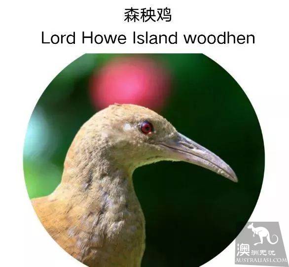 澳洲必打卡No.1，“世界级”小众绝世美景豪勋爵岛，其实就在你身边