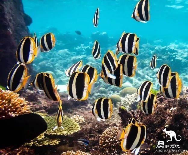 澳洲必打卡No.1，“世界级”小众绝世美景豪勋爵岛，其实就在你身边
