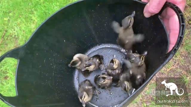 Warm! A flock of ducks baby fell into the sewer in Adelaide, and the kind couple were rescued in an emergency.