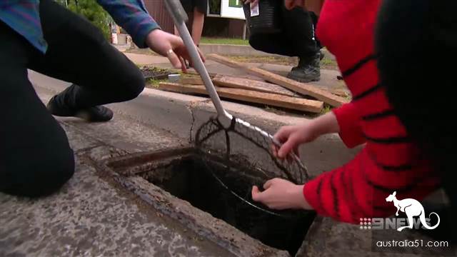 Warm! A flock of ducks baby fell into the sewer in Adelaide, and the kind couple were rescued in an emergency.