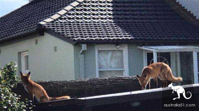 Sydney rodent disease is severe, but also promote the number of foxes to rise