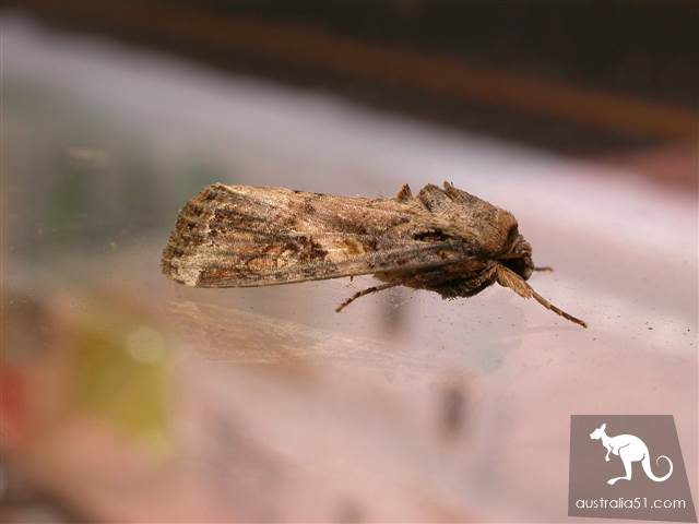 Grass moths attacked China again,90 times more than last year, and 100 million acres of agricultural land suffered a redat