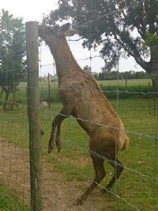 Victoria couple were attacked by pet deer, one dead and one seriously injured