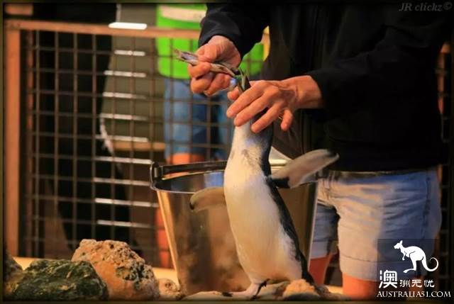 《妻子的浪漫旅行2》，章子怡真人首秀要带火这座“孤独”的城市：珀斯