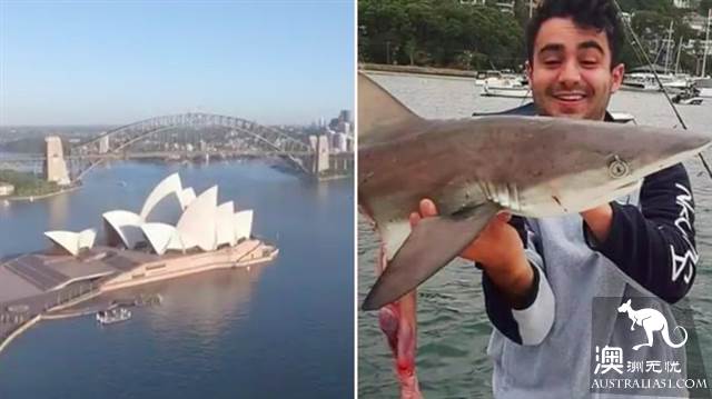 There's a flood of sharks in Sydney port, and they're seen every day