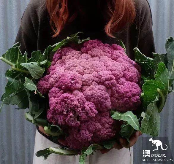 Melbourne-Local just found out that Market, has the freshest and cheapest fruits and vegetables hidden in it.