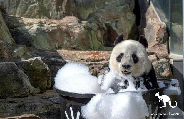 Chinese giant pandas are expected to live in Adelaide Zoo for another five years.