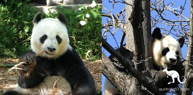 Chinese giant pandas are expected to live in Adelaide Zoo for another five years.