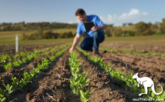 Will the new crown plunge Australia into a 'food crisis '?