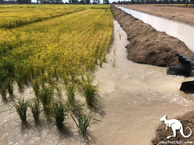 Will the new crown plunge Australia into a 'food crisis '?