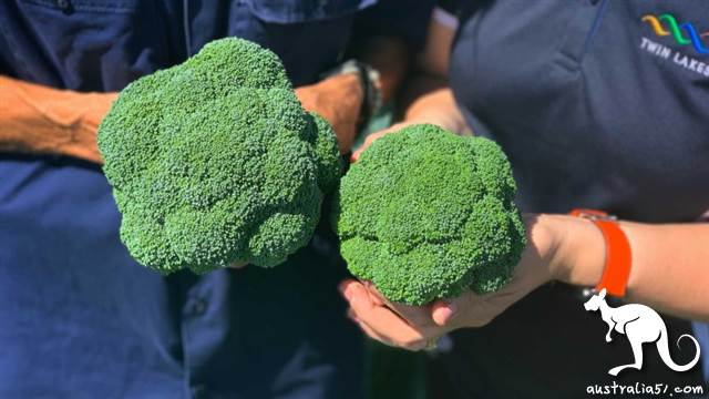 Will the new crown plunge Australia into a 'food crisis '?