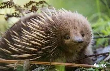 This animal, more cute than koala and kangaroo, is Australia's 'magic animal'.