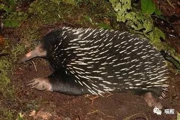 This animal, more cute than koala and kangaroo, is Australia's 'magic animal'.