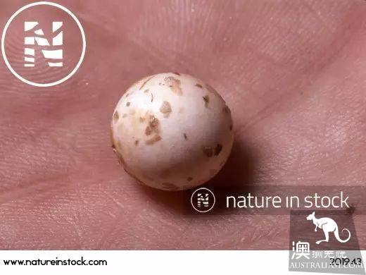 This animal, more cute than koala and kangaroo, is Australia's 'magic animal'.