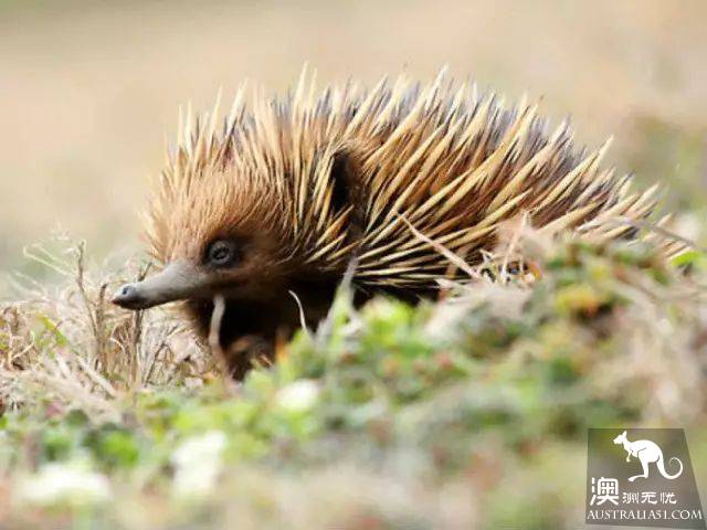 This animal, more cute than koala and kangaroo, is Australia's 'magic animal'.