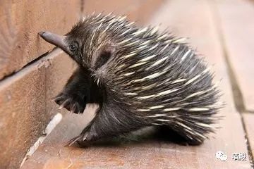 This animal, more cute than koala and kangaroo, is Australia's 'magic animal'.