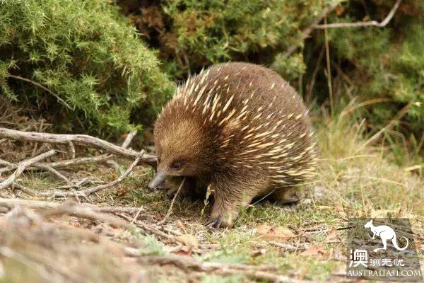 This animal, more cute than koala and kangaroo, is Australia's 'magic animal'.