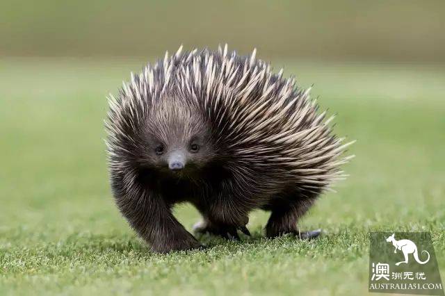 This animal, more cute than koala and kangaroo, is Australia's 'magic animal'.