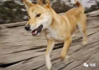 This animal, more cute than koala and kangaroo, is Australia's 'magic animal'.