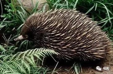 This animal, more cute than koala and kangaroo, is Australia's 'magic animal'.