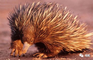 This animal, more cute than koala and kangaroo, is Australia's 'magic animal'.